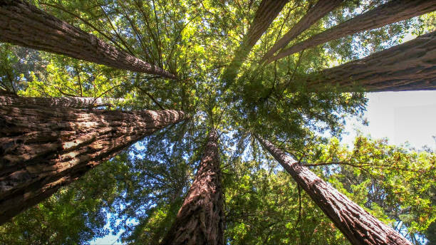 The Steps Involved in Our Tree Care Process in Ames Lake, WA